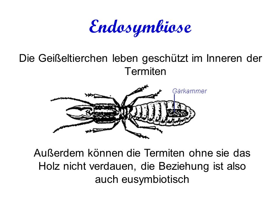 Die Parasiten in der Leber vom Knoblauch
